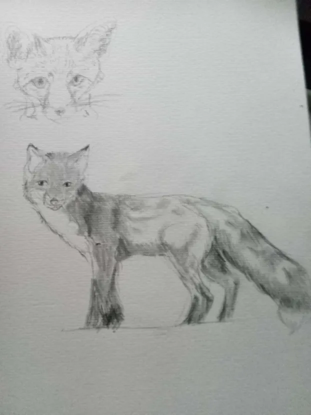 studies of foxes